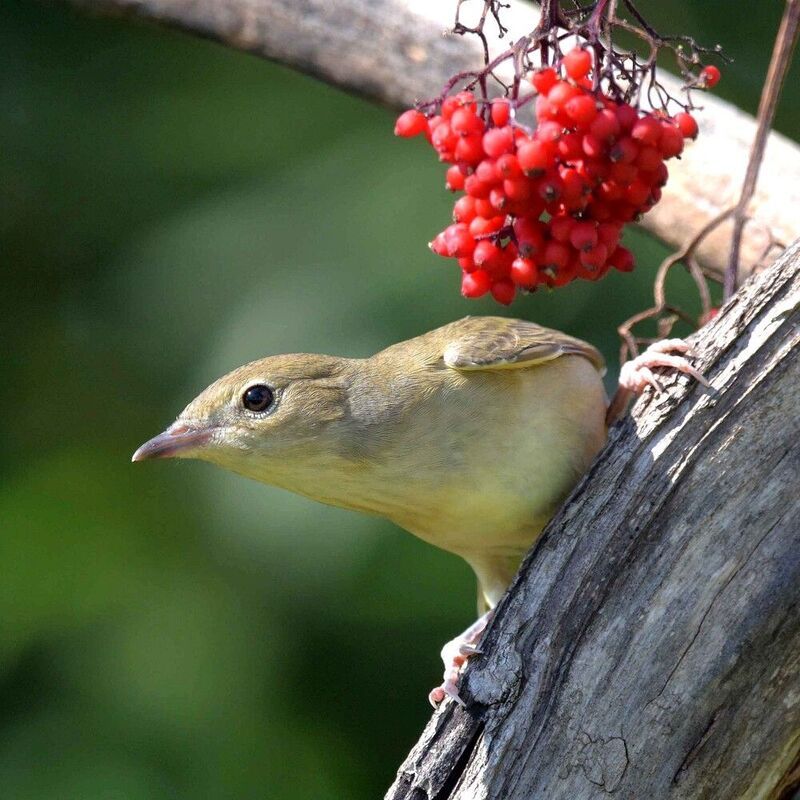 Проныра.photo preview