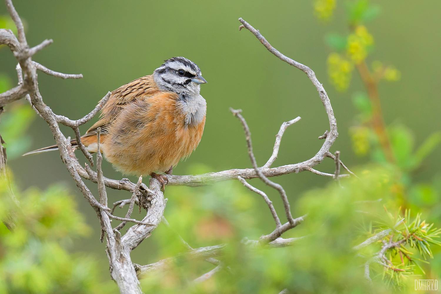 Горная овсянка.. Автор: Дмитрий Доронин горная овсянка,, Дмитрий Доронин