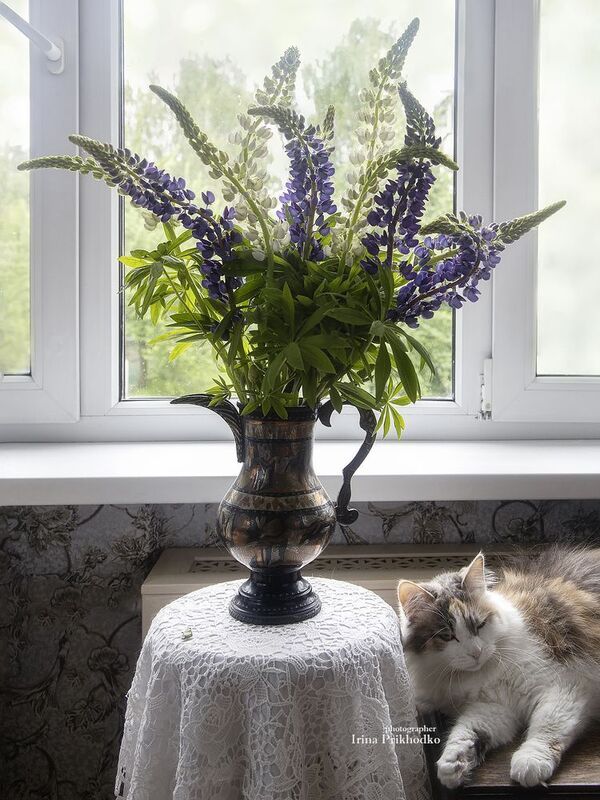 кошки, домашние животные, питомцы, интерьер, цветы, букеты, лето Примазавшийся элементphoto preview