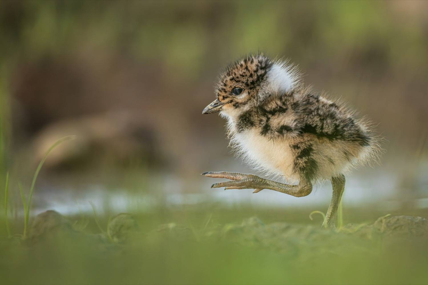 чибис, птенец, птицы, чибисенок, Руслан Pl