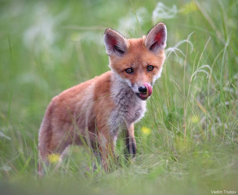 лисёнок,  fox Рыжий фото превью
