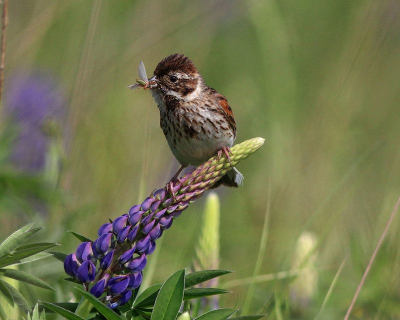 камышовая овсянка, овсянка, emberiza schoeniclus, common reed bunting, bunting Камышовая овсянка на люпинеphoto preview