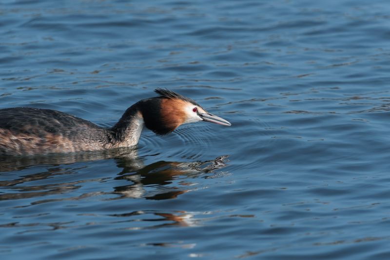 большая поганка, чомга, podiceps cristatus, great crested grebe Целеустремленныйphoto preview