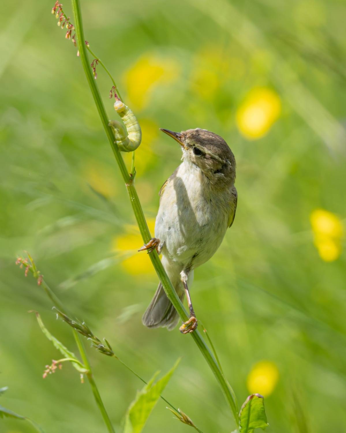 птицы, гусеница, лето, пеночка, Руслан Pl