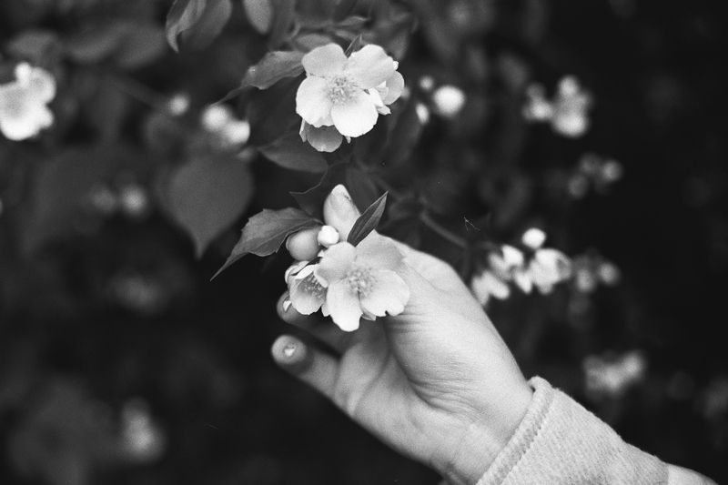 Пленка, пленочная фотография, природа, весна, чубушник Прикосновениеphoto preview