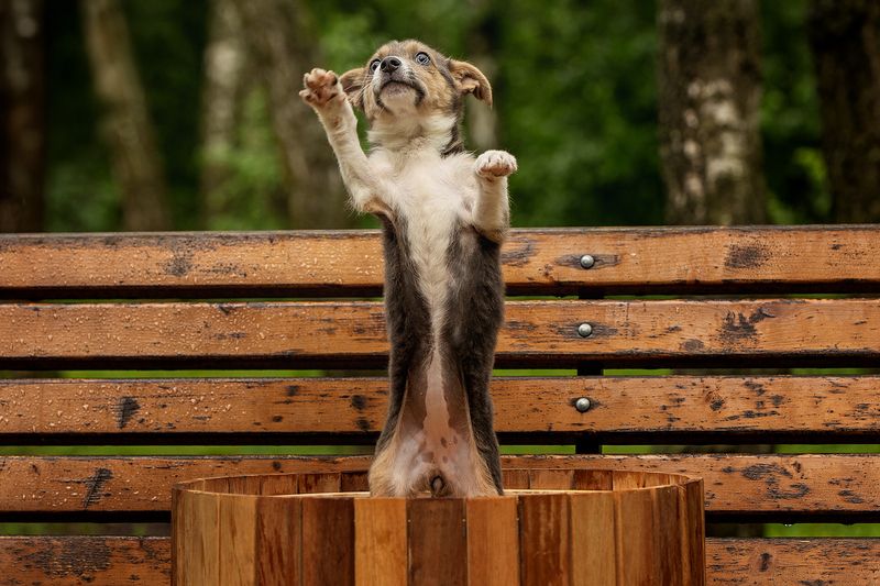 Малыш в поиске семьиphoto preview