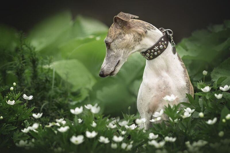 Грацияphoto preview