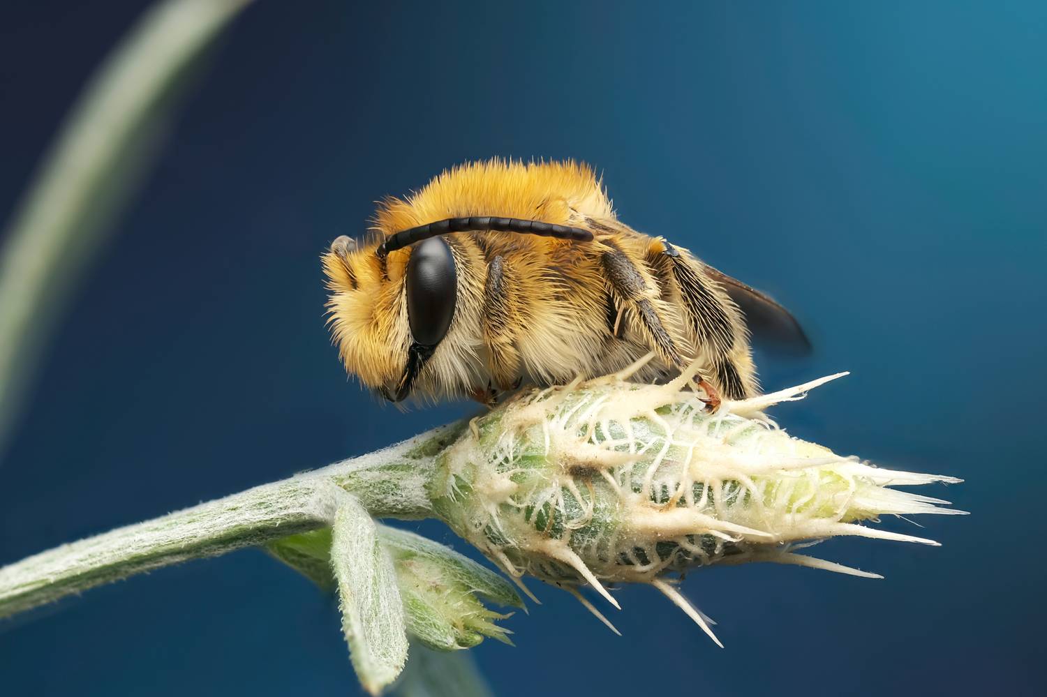 Автор: Васильев Роман , Васильев Роман