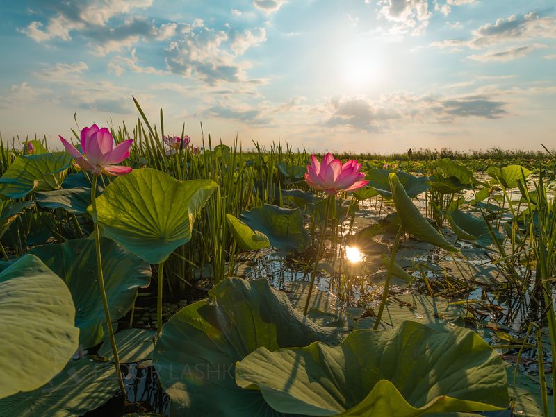 астраханская область, река, вода, волга, заповедник, астраханский государственный биосферный заповедник, лето, солнце, лотос, коровы, речное, днём, облака, Лето на Волгеphoto preview