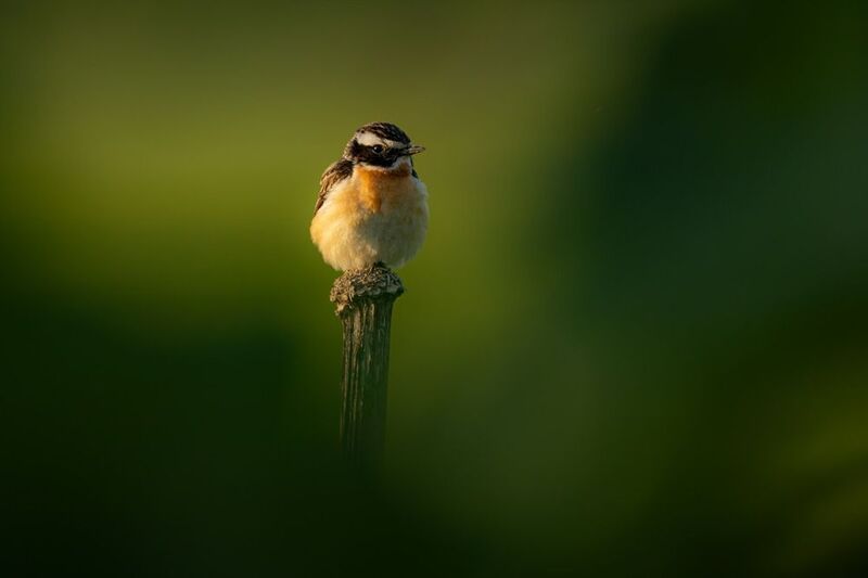 луговой чекан, чекан, птицы Луговой чеканphoto preview