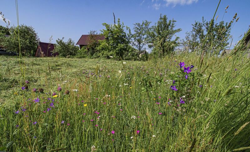 Летний полдень .photo preview