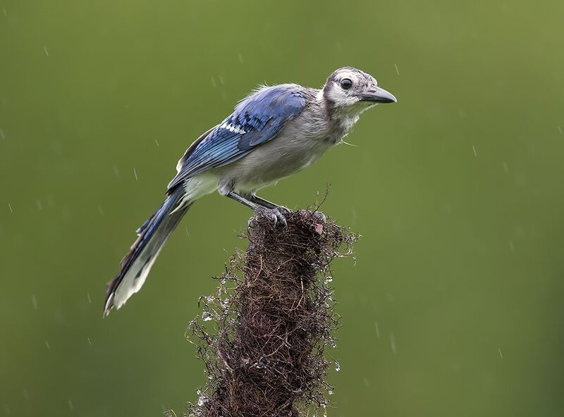 сойка, голубая сойка, jay, blue jay Blue Jay, Juvenile - Молодая Голубая Сойка фото превью