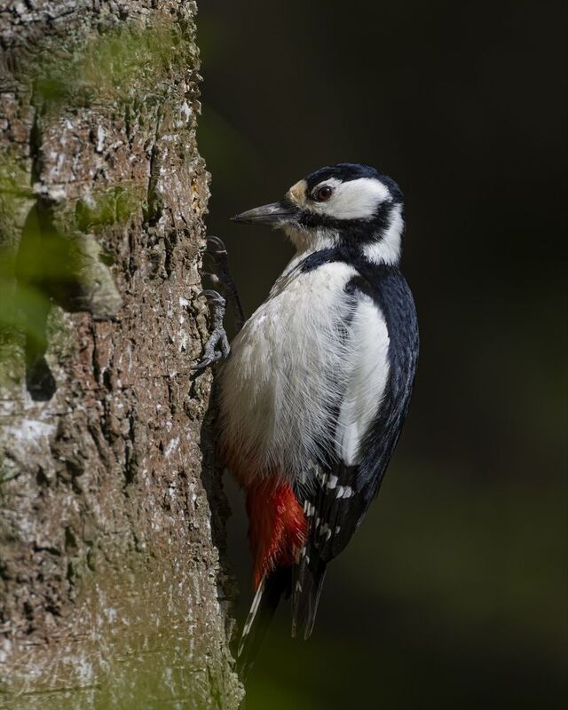 большой пестрый дятел, дятел, птицы Большой пестрый дятелphoto preview