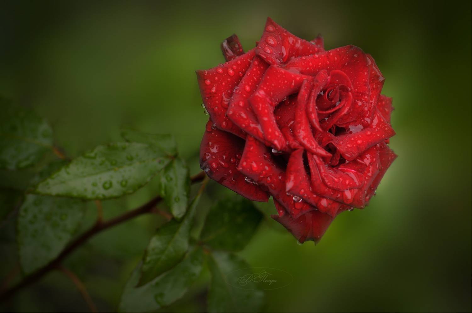 Роза после дождя. Автор: Вера Петри роза капли дождя, Вера Петри