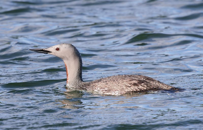 птицы, гагара Краснозобая гагараphoto preview