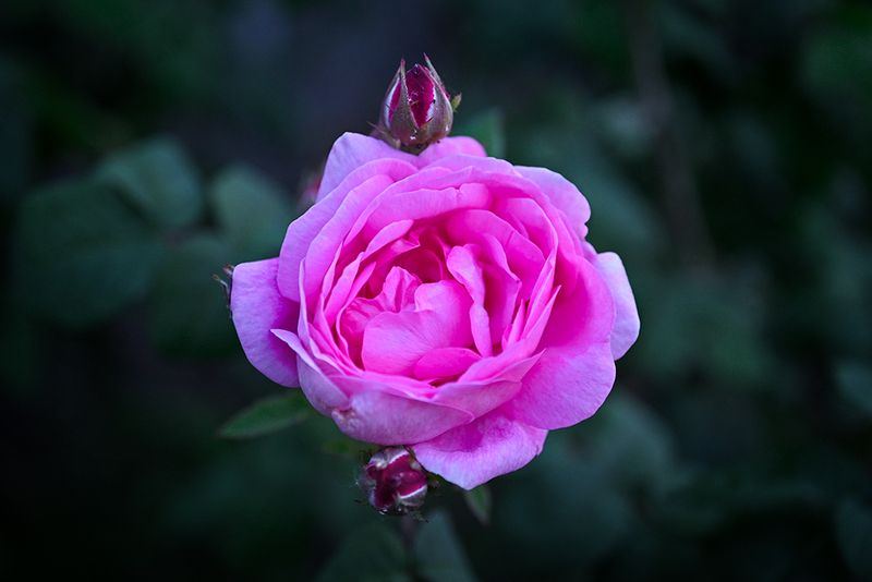 Цвет в ночиphoto preview