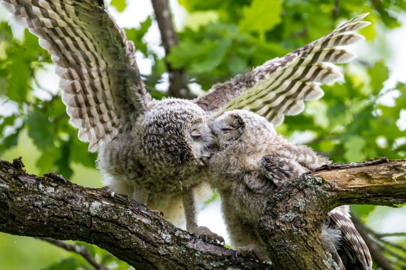 уральская неясыть, длиннохвостая неясыть, совенок, птицы, неясыть Вечерний поцелуйphoto preview