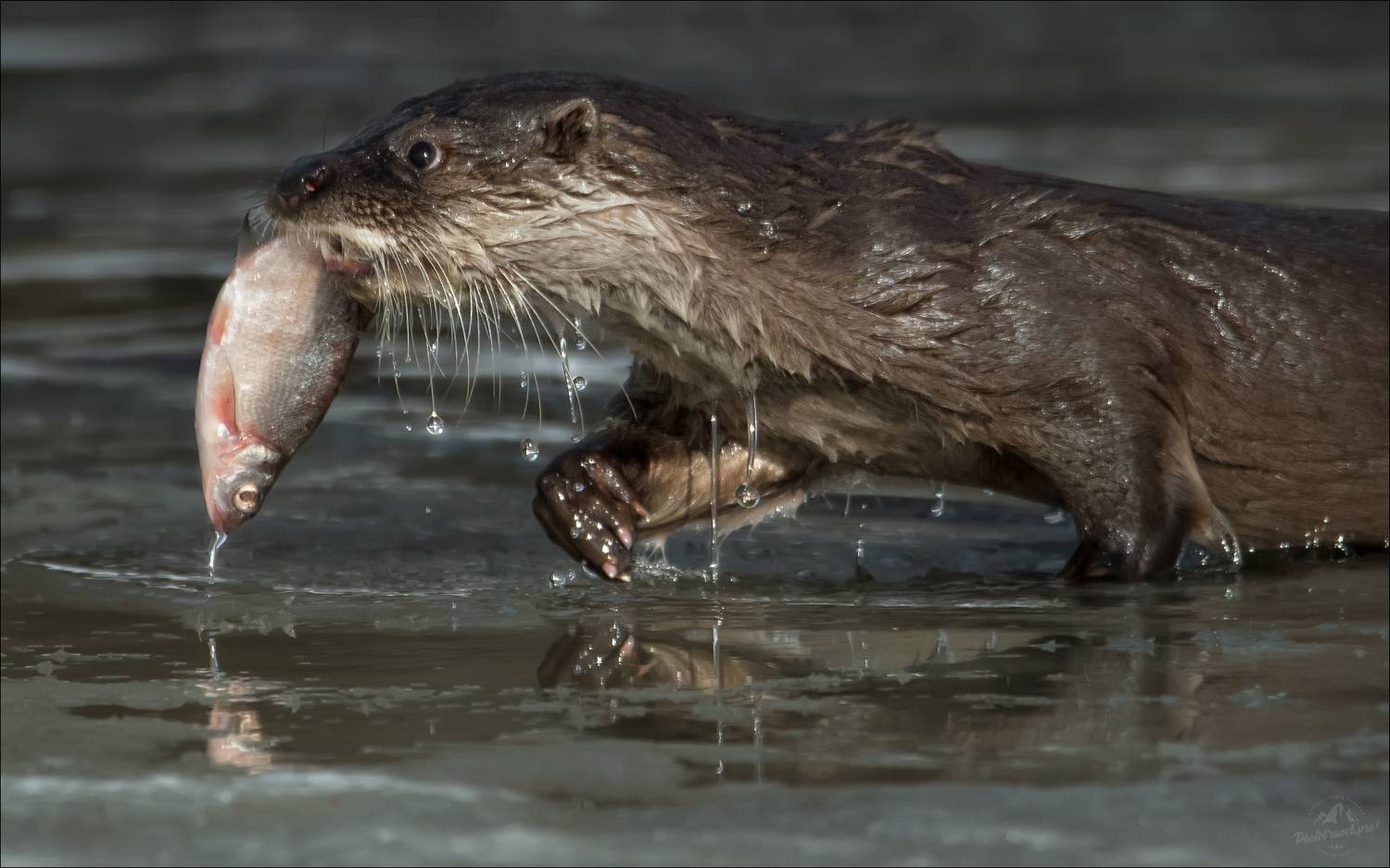 красный бор, фототур в красный бор, беларусь, выдра, otter, Влад Соколовский