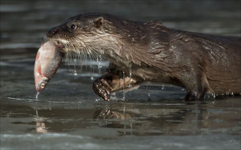 красный бор, фототур в красный бор, беларусь, выдра, otter Рыбачокphoto preview
