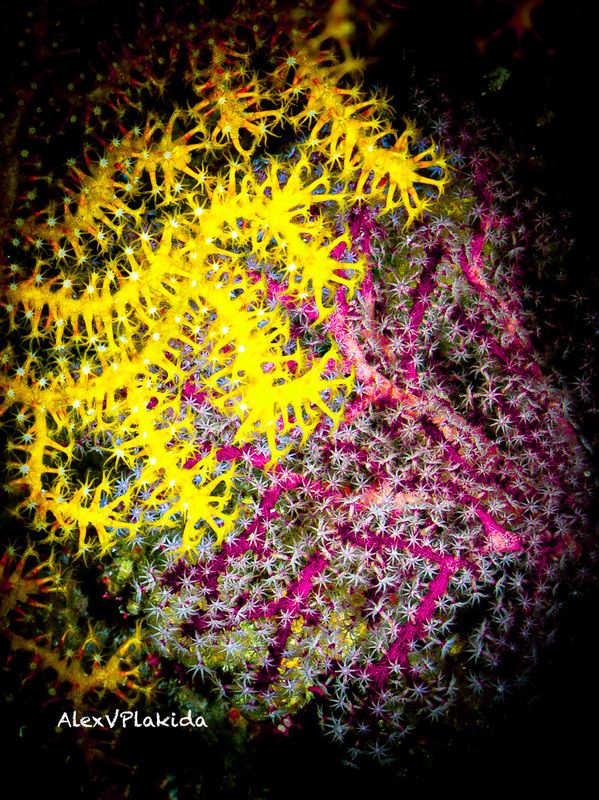 Инь Яньphoto preview