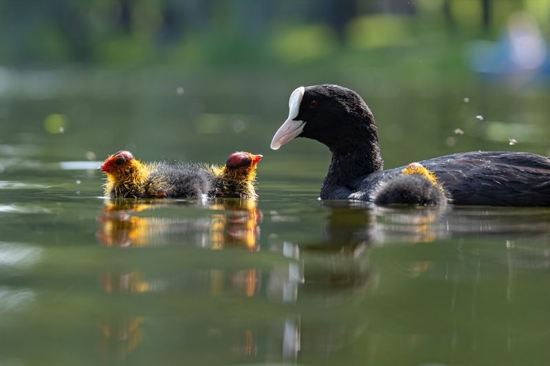 птицы, лысуха, птенец, лысенок photo preview