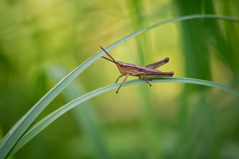 Летняя акварельphoto preview
