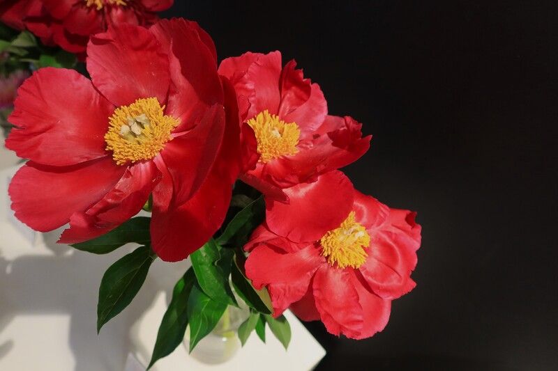 пион,волшебный коралловый,цвкты Волшебный коралловый пионphoto preview