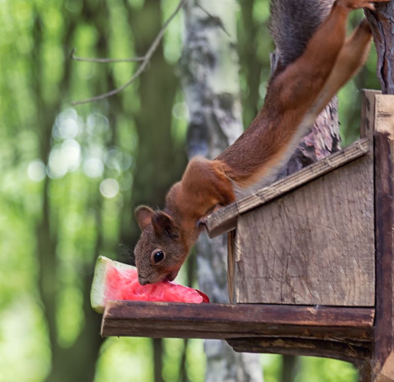 белка, лес, арбуз, Дары лета! (2 ФОТО)photo preview