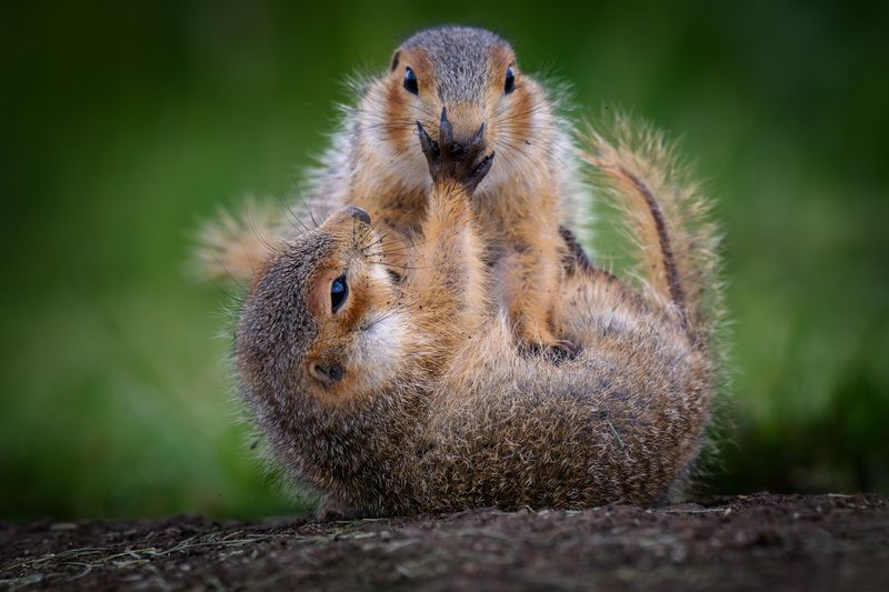 #суслики Запрещенный прием. фото превью