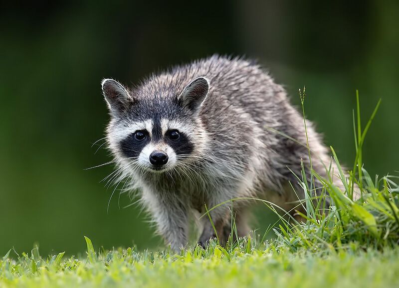 енот обыкновенный, енот-полоскун, raccoon, енот, дикие животные, животные, animals Енот-полоскун -Raccoonphoto preview