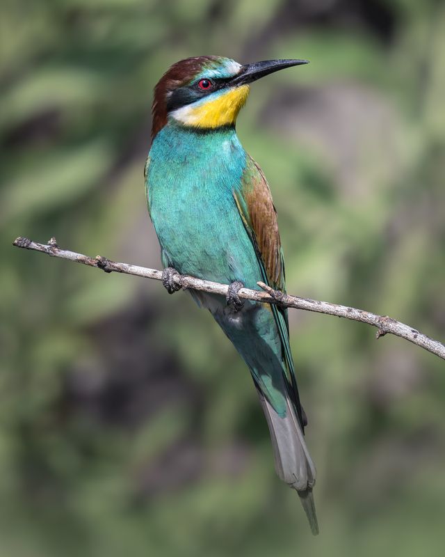 Золотистая щурка (Merops apiaster) photo preview