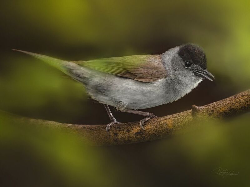 наблюдения за птицами, самец славки черноголовки, славка черноголовка, славка, птицы, портреты птиц, эмоции, лето, время птенцов, птицы на гнездах, лето 2025 Славкаphoto preview