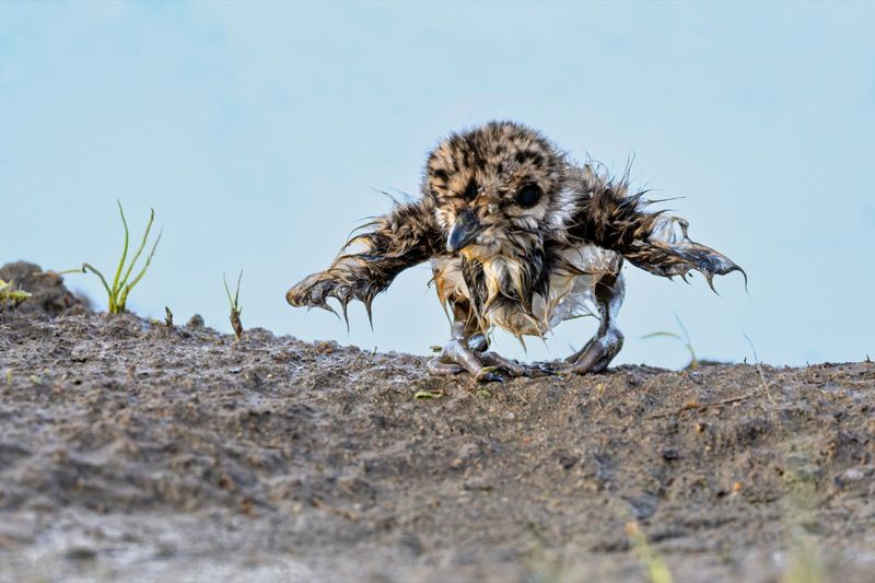 чибисенок, чибис, птицы, птенец Новорожденный чибисенокphoto preview