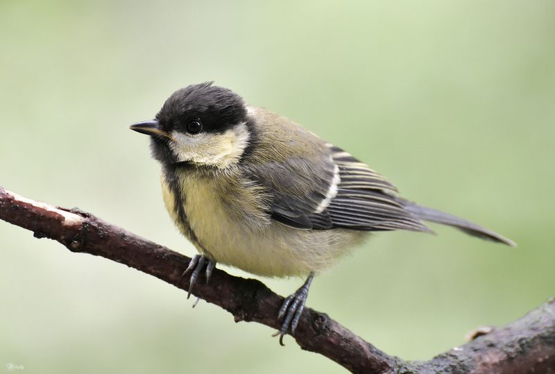 Большая синичкаphoto preview