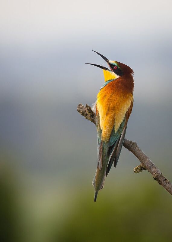 Včelař фото превью