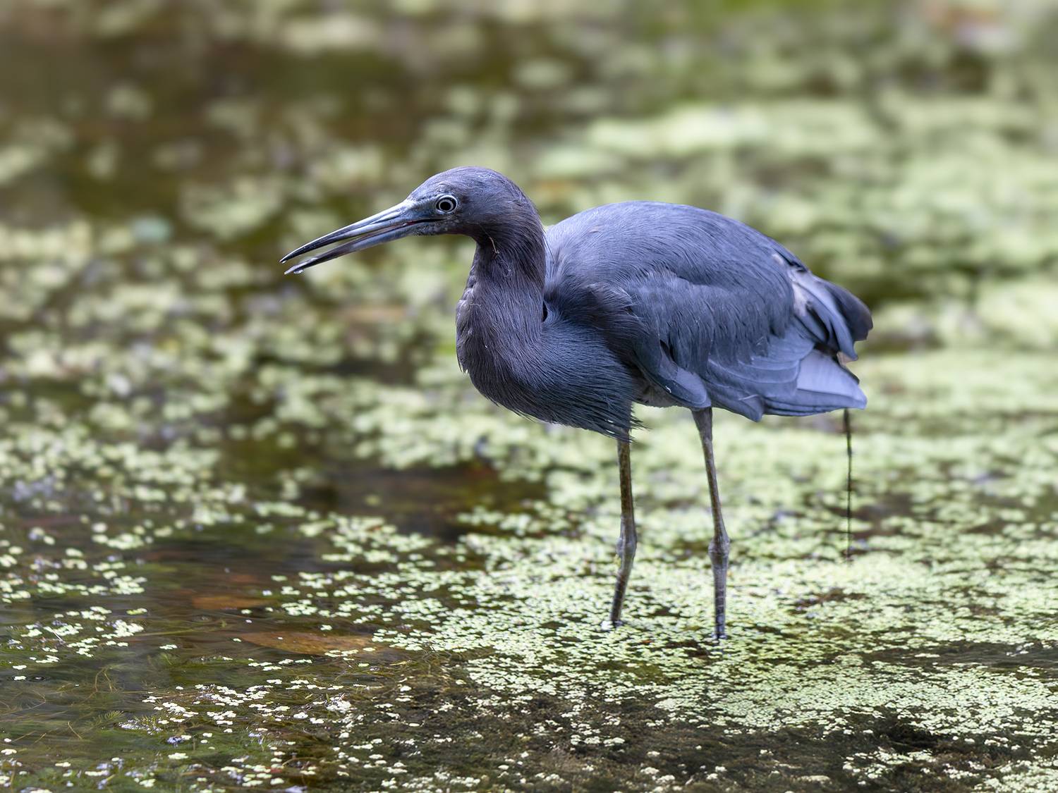 Малая голубая цапля. Автор: Leonid Dyachenko , Leonid Dyachenko