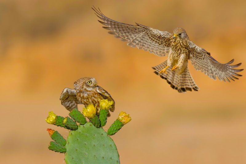 The battle photo preview