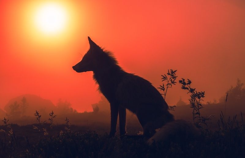 лиса Лиса на Дальнем Таганаеphoto preview