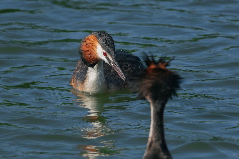 большая поганка, чомга, podiceps cristatus, great crested grebe - Ах, как я зол, как я зол...photo preview