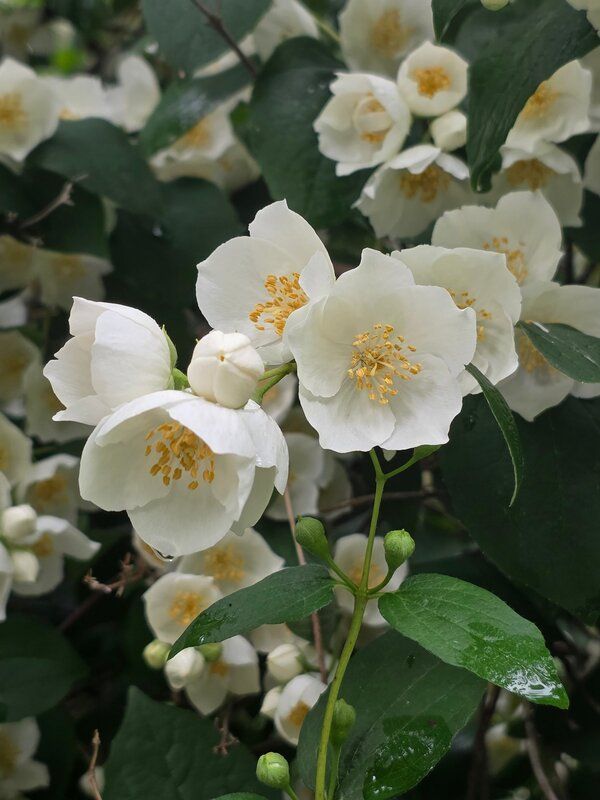 Чубушник Чубушник райский  2photo preview