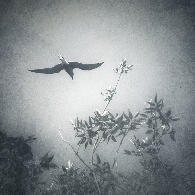 чб, пикториализм Полёт.photo preview