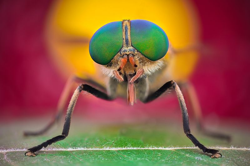 ceclii, macro  фото превью