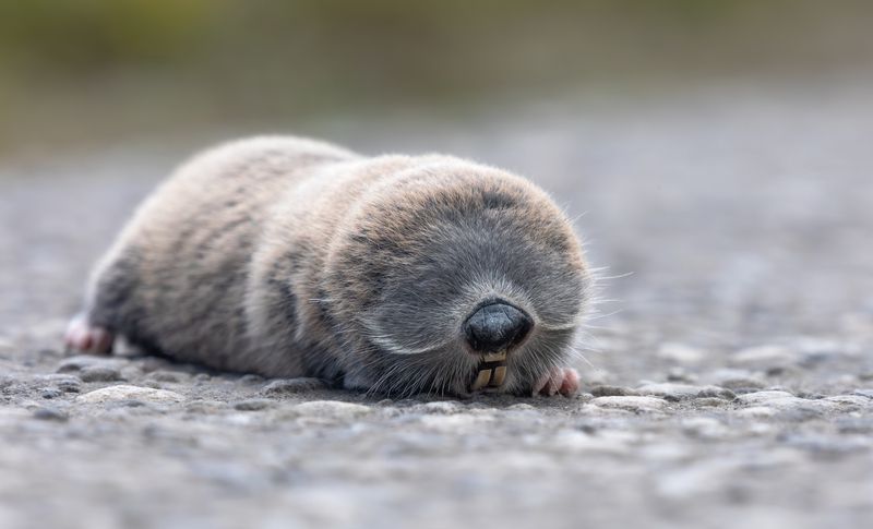 Слепыш.photo preview