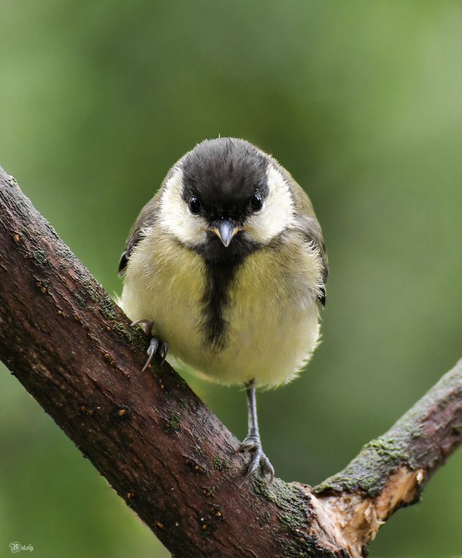 Грозный малыш)photo preview