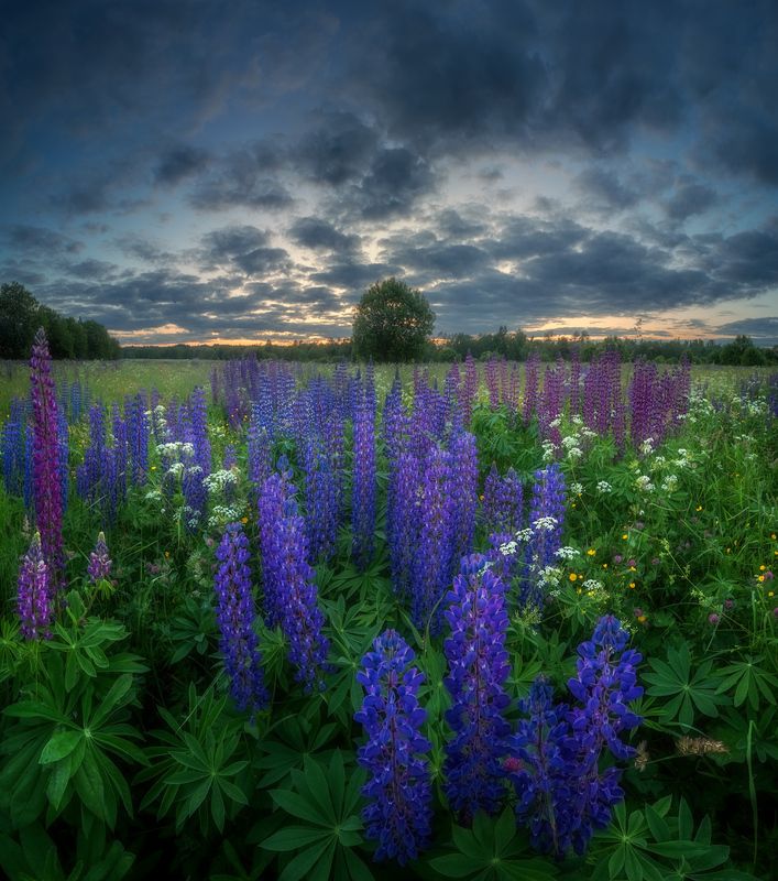 лето, люпины, цветы, поле, белаяночь, закат, рассвет, ленобласть ***photo preview