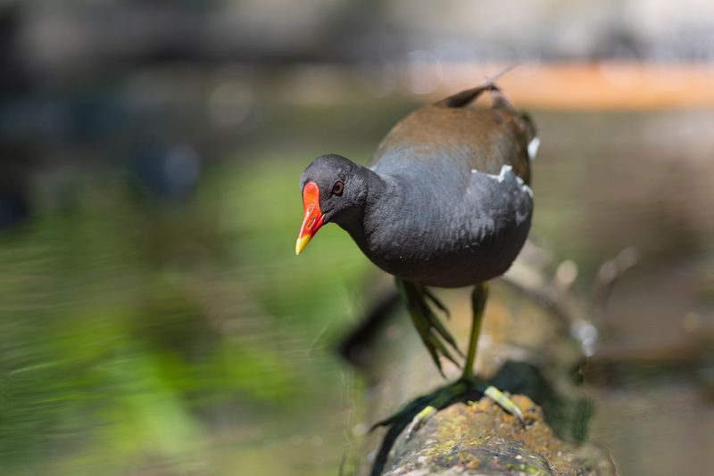 камышница, камышницы, водяная курочка, птица, птицы, лето, новосибирск, фотоохота Про водяных курочекphoto preview