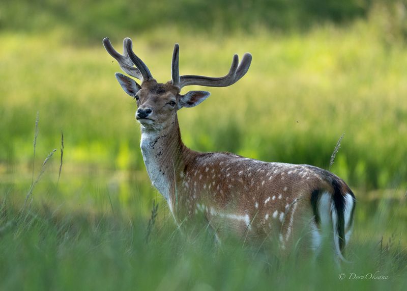 пятнистый, олень, лань, fallow deer,  рогатые, животные, horned animals Тот, кто стоит в тениphoto preview