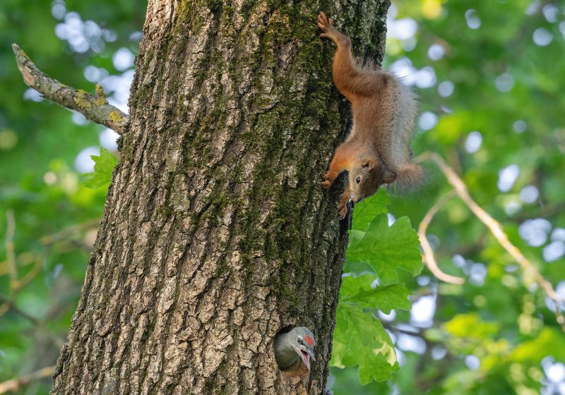белка, животные, птицы, дятел, фотоохота, весна, лето, птенцы Гостьяphoto preview