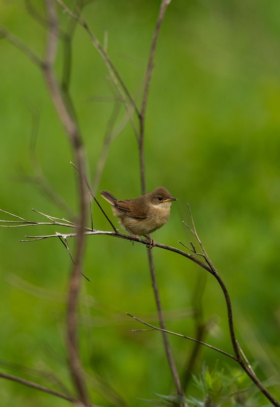 Слеток серой славкиphoto preview