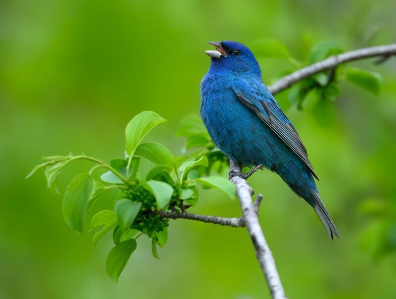Indigo Bunting (m)photo preview